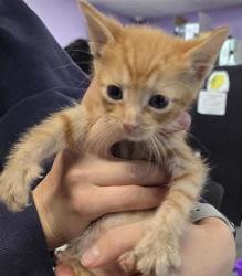 Shelter Stray Male Cat last seen Near N Zaragoza Rd, CITY of El Paso, TX, 5001 Fred Wilson Ave, El Paso, TX 79906, USA