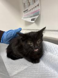 Shelter Stray Female Cat last seen Near 60th Ave, Oakland, CA, 1101 29th Ave, Oakland, CA 94601, USA