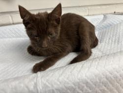 Shelter Stray Male Cat last seen Near 60th Ave, Oakland, CA, 1101 29th Ave, Oakland, CA 94601, USA