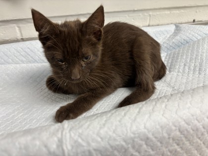 Shelter Stray Male Cat last seen Near 60th Ave, Oakland, CA, 1101 29th Ave, Oakland, CA 94601, USA