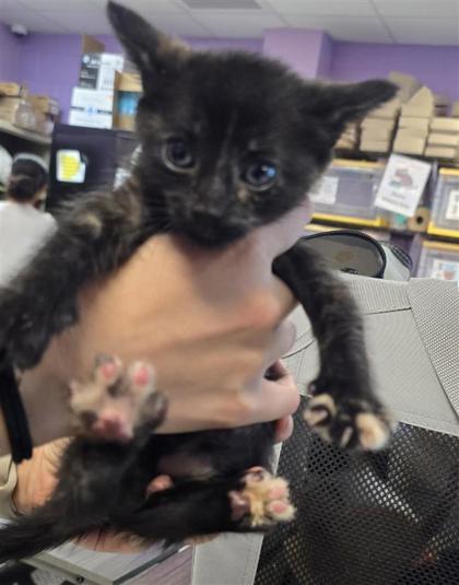 Shelter Stray Female Cat last seen Near N Zaragoza Rd, CITY of El Paso, TX, 5001 Fred Wilson Ave, El Paso, TX 79906, USA