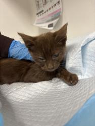 Shelter Stray Male Cat last seen Near 60th Ave, Oakland, CA, 1101 29th Ave, Oakland, CA 94601, USA