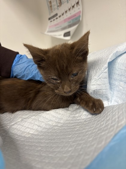 Shelter Stray Male Cat last seen Near 60th Ave, Oakland, CA, 1101 29th Ave, Oakland, CA 94601, USA
