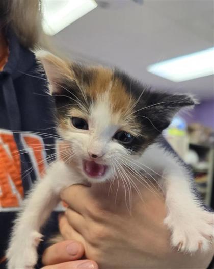 Shelter Stray Female Cat last seen Near N Zaragoza Rd, CITY of El Paso, TX, 5001 Fred Wilson Ave, El Paso, TX 79906, USA