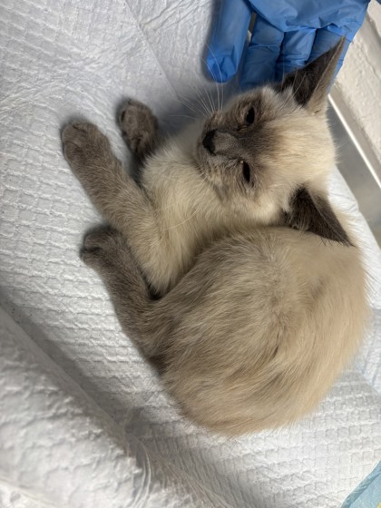 Shelter Stray Male Cat last seen Near 60th Ave, Oakland, CA, 1101 29th Ave, Oakland, CA 94601, USA