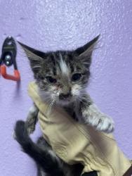 Shelter Stray Unknown Cat last seen Near S OCHOA ST, CITY of El Paso, TX, 5001 Fred Wilson Ave, El Paso, TX 79906, USA