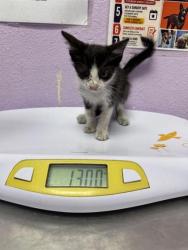 Shelter Stray Male Cat last seen Near TIERRA BLANCA WAY, EL PASO, TX, 79938, CITY of El Paso, TX, 5001 Fred Wilson Ave, El Paso, TX 79906, USA