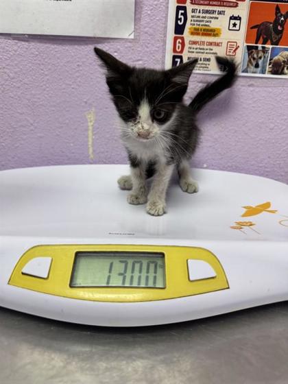 Shelter Stray Male Cat last seen Near TIERRA BLANCA WAY, EL PASO, TX, 79938, CITY of El Paso, TX, 5001 Fred Wilson Ave, El Paso, TX 79906, USA