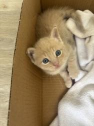 Shelter Stray Male Cat last seen Near Brown ave, 21224, MD, 2490 Giles Rd, Baltimore, MD 21225, USA