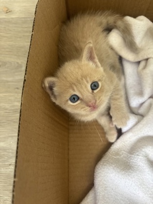 Shelter Stray Male Cat last seen Near Brown ave, 21224, MD, 2490 Giles Rd, Baltimore, MD 21225, USA