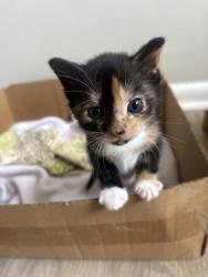 Shelter Stray Female Cat last seen Near Brown ave, 21224, MD, 2490 Giles Rd, Baltimore, MD 21225, USA