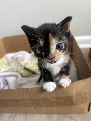 Shelter Stray Female Cat last seen Near Brown ave, 21224, MD, 2490 Giles Rd, Baltimore, MD 21225, USA