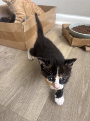 Shelter Stray Female Cat last seen Near Brown ave, 21224, MD, 2490 Giles Rd, Baltimore, MD 21225, USA