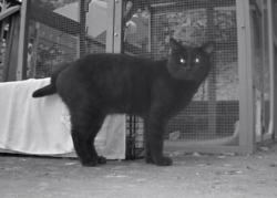 Shelter Stray Male Cat last seen Near S BRANDON CT, Seattle, WA, 2061 15th Ave W, Seattle, WA 98119, USA