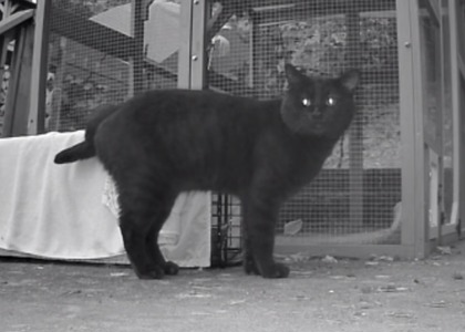Shelter Stray Male Cat last seen Near S BRANDON CT, Seattle, WA, 2061 15th Ave W, Seattle, WA 98119, USA