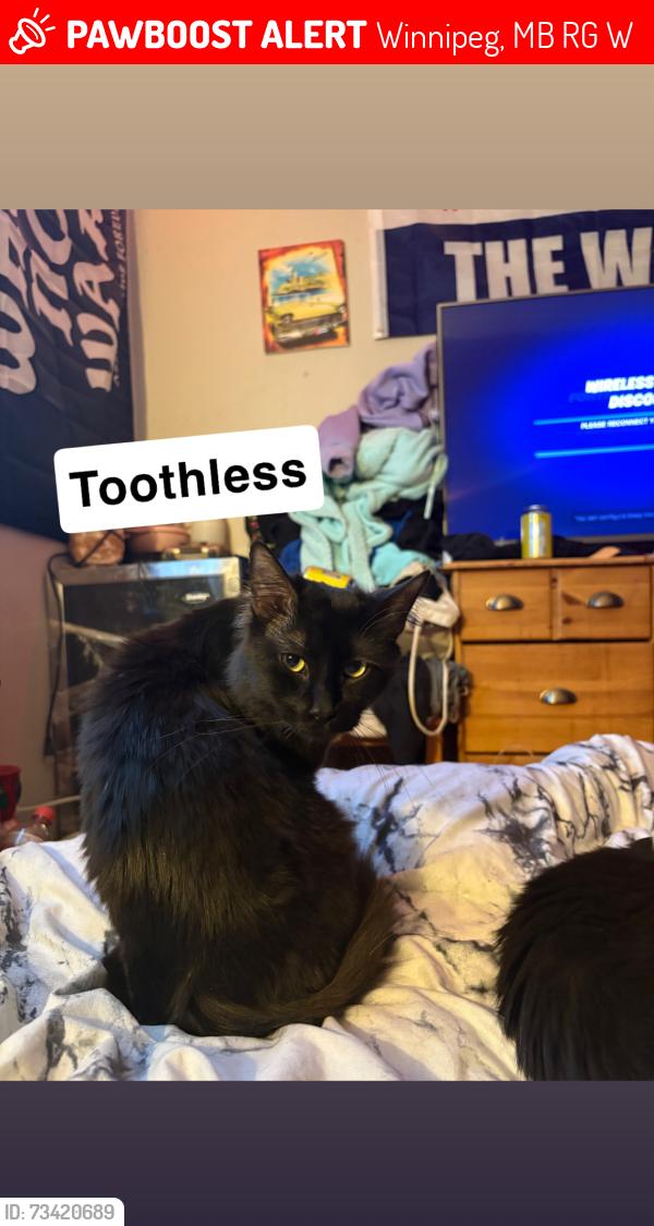 Lost Male Cat last seen St Matthew’s and Ellice, Winnipeg, MB R3G 1W2