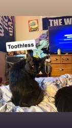 Lost Male Cat last seen St Matthew’s and Ellice, Winnipeg, MB R3G 1W2