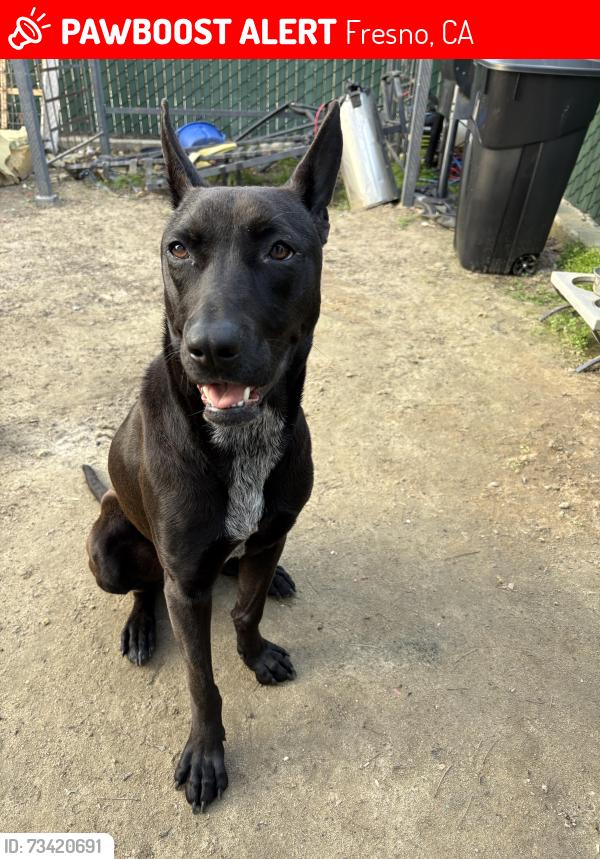 Lost Male Dog last seen maple and kings canyon., Fresno, CA 93702