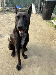 Lost Male Dog last seen maple and kings canyon., Fresno, CA 93702