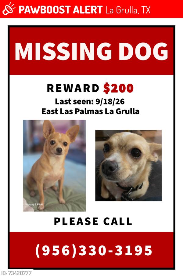Lost Male Dog last seen E Las Palmas St, La Grulla, TX 78548