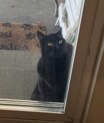 Found/Stray Unknown Cat last seen Margaret, Pasco, WA 99301