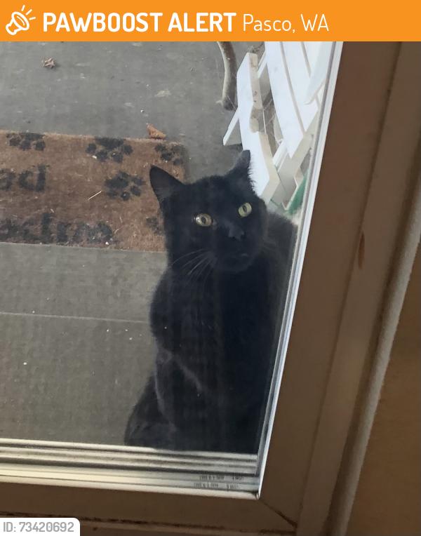 Found/Stray Unknown Cat last seen Margaret, Pasco, WA 99301