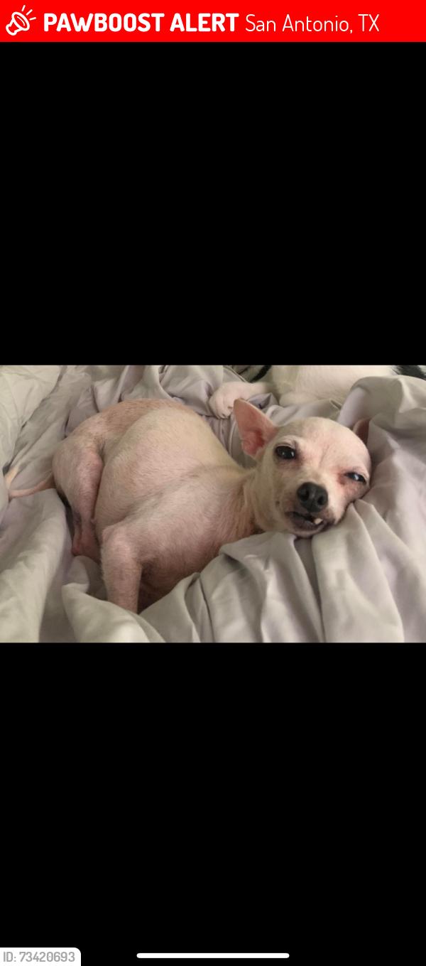 Lost Female Dog last seen Off of Dove Hill Dr, San Antonio, TX 78238