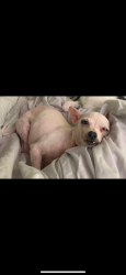 Lost Female Dog last seen Off of Dove Hill Dr, San Antonio, TX 78238