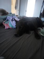 Reunited Male Dog last seen Main Street, Colorado Springs, CO 80911