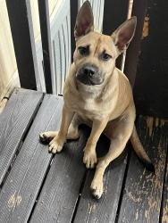 Found/Stray Female Dog last seen Near Shattalon dr, Winston-Salem, NC 27106