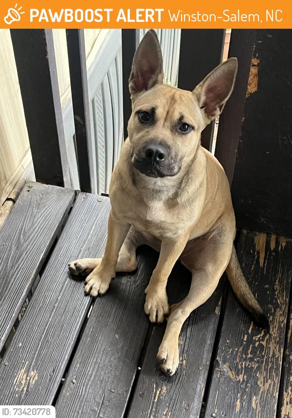 Found/Stray Female Dog last seen Near Shattalon dr, Winston-Salem, NC 27106