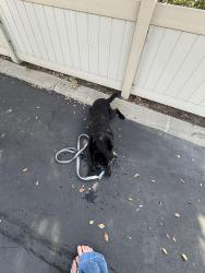 Reunited Male Dog last seen Golf course, Encinitas, CA 92024