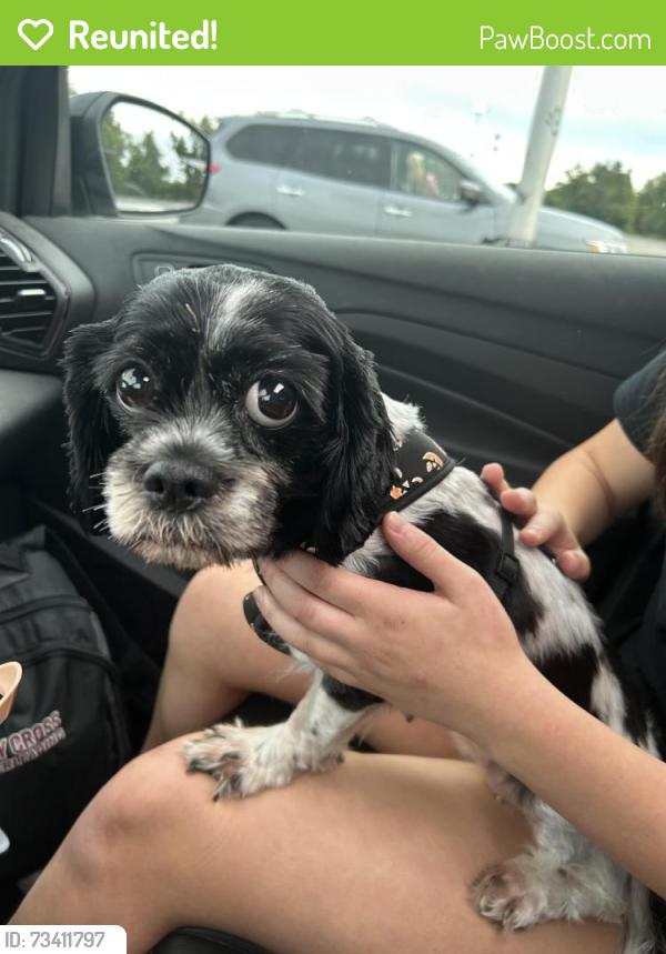 Reunited Female Dog last seen New Jersey Ave Simon & Shuster ( tracks), Riverside, NJ 08075