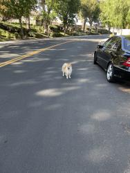 Found/Stray Unknown Dog last seen Via larga and loma vista, Fontana, CA 92337