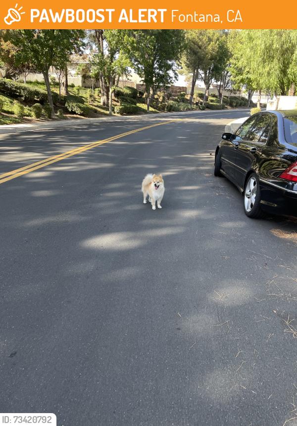 Found/Stray Unknown Dog last seen Via larga and loma vista, Fontana, CA 92337