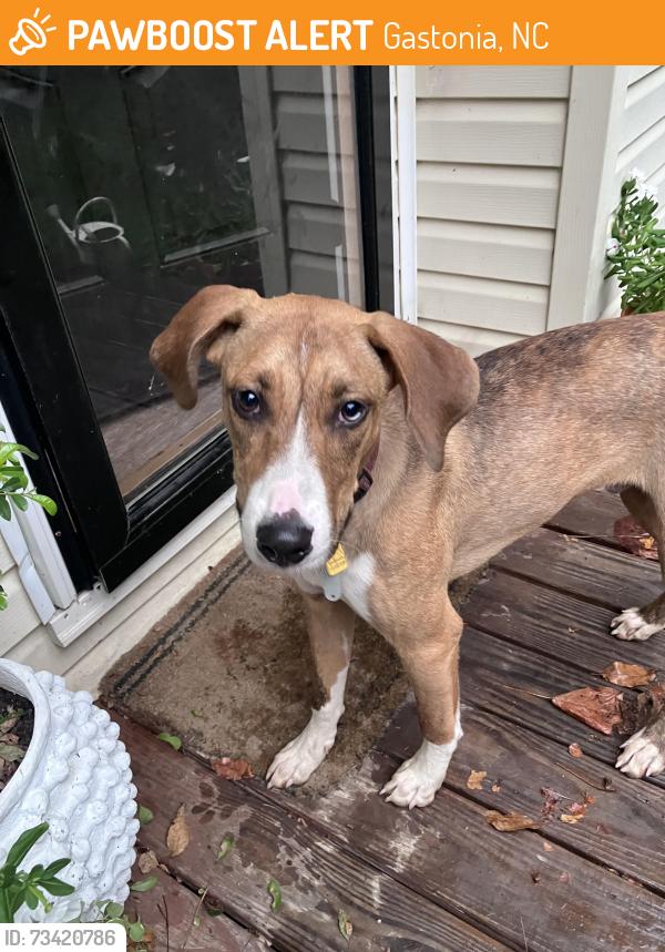 Found/Stray Male Dog last seen Nightingale drive, Gastonia, NC 28098