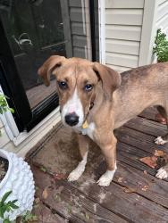 Found/Stray Male Dog last seen Nightingale drive, Gastonia, NC 28098