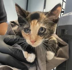 Shelter Stray Female Cat last seen Near Florence Street, Imperial Beach, CA, 91932, 5500 Gaines St, San Diego, CA 92110, USA
