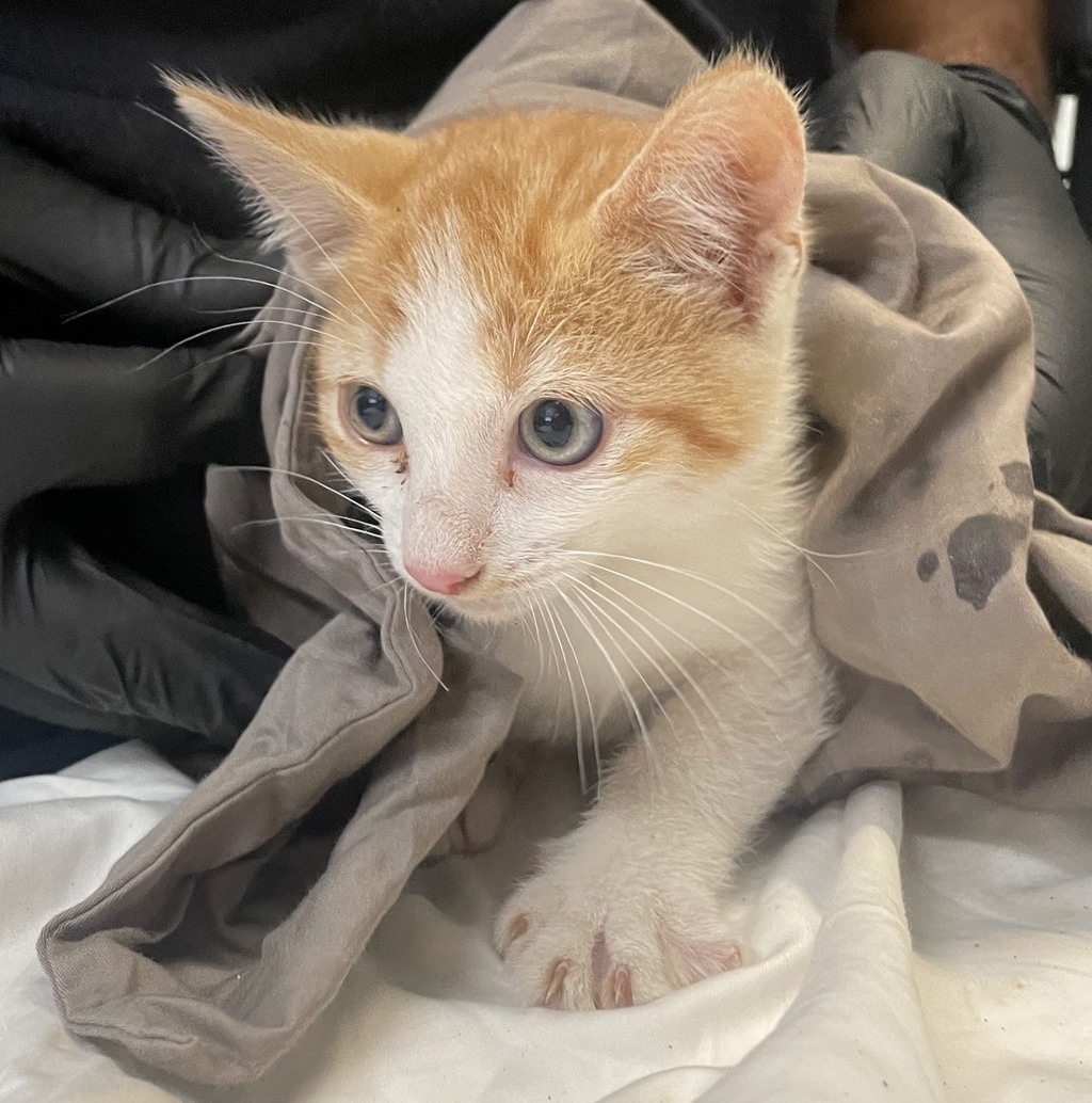 Shelter Stray Male Cat last seen Near Florence Street, Imperial Beach, CA, 91932, 5500 Gaines St, San Diego, CA 92110, USA