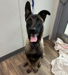 Shelter Stray Male Dog last seen Near G Street, San Diego, CA, 92102, 5500 Gaines St, San Diego, CA 92110, USA