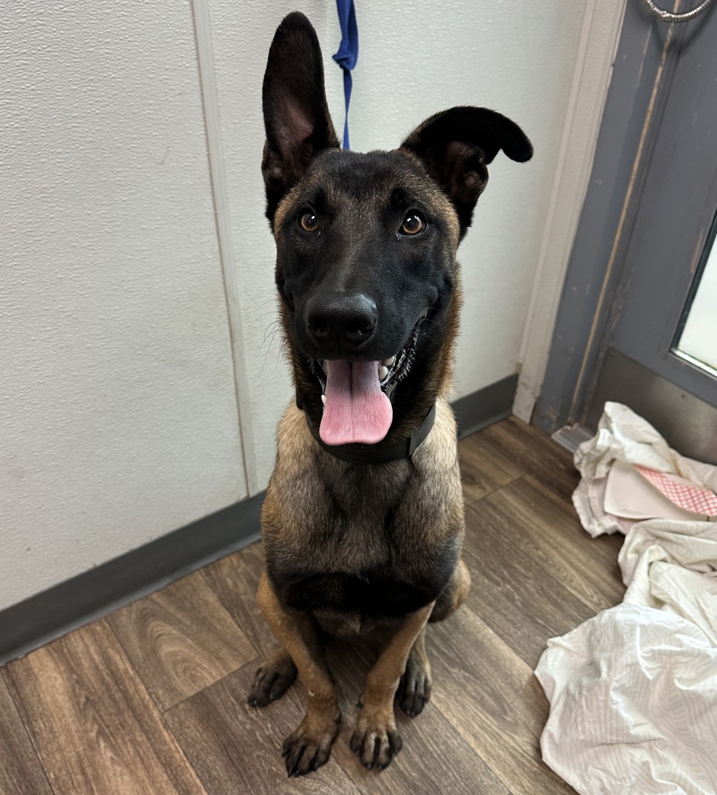 Shelter Stray Male Dog last seen Near G Street, San Diego, CA, 92102, 5500 Gaines St, San Diego, CA 92110, USA