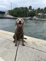 Lost Male Dog last seen Near se 8th street, Boynton Beach, FL 33435