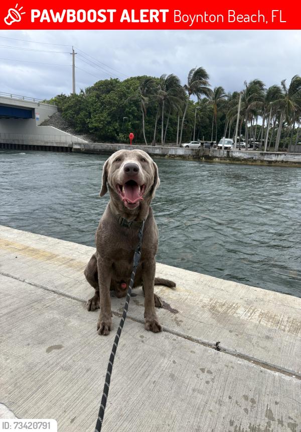 Lost Male Dog last seen Near se 8th street, Boynton Beach, FL 33435