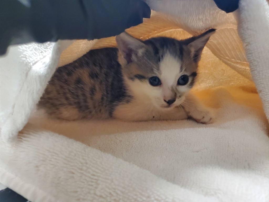 Shelter Stray Male Cat last seen Near De La Rosa Lane, Oceanside, CA, 92057, Oceanside, CA 92058, USA