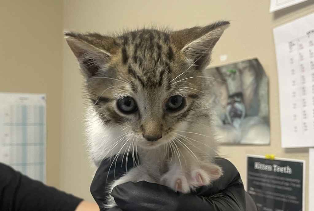 Shelter Stray Male Cat last seen Near De La Rosa Lane, Oceanside, CA, 92057, Oceanside, CA 92058, USA