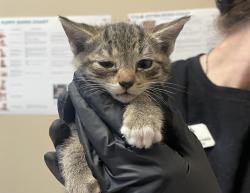Shelter Stray Male Cat last seen Near De La Rosa Lane, Oceanside, CA, 92057, Oceanside, CA 92058, USA
