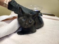 Shelter Stray Male Cat last seen Near De La Rosa Lane, Oceanside, CA, 92057, Oceanside, CA 92058, USA