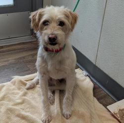 Shelter Stray Male Dog last seen Near College Grove Drive, San Diego, CA, 92105, 5500 Gaines St, San Diego, CA 92110, USA