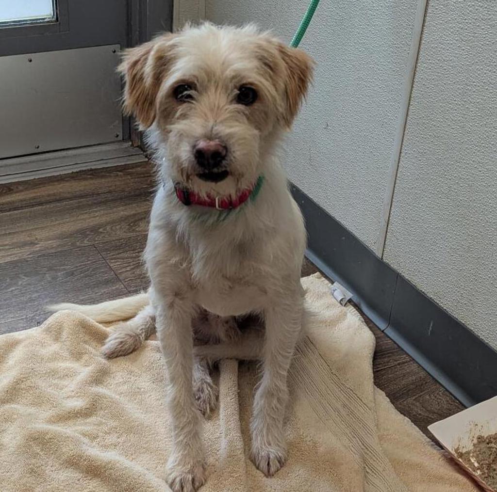 Shelter Stray Male Dog last seen Near College Grove Drive, San Diego, CA, 92105, 5500 Gaines St, San Diego, CA 92110, USA