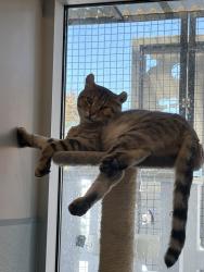 Shelter Stray Male Cat last seen Near Delta Street, San Diego, CA, 92113, 5500 Gaines St, San Diego, CA 92110, USA